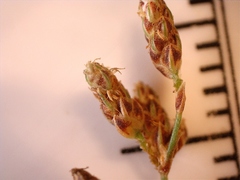 Fimbristylis quinquangularis