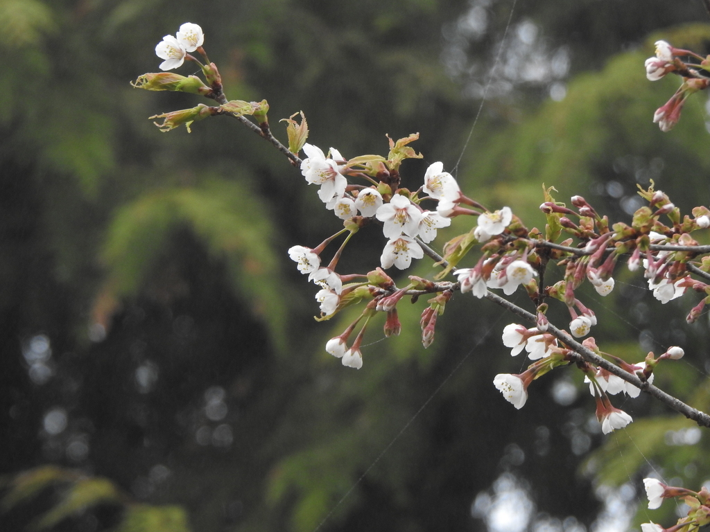 Prunus matuurai
