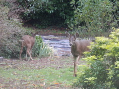 Odocoileus hemionus columbianus