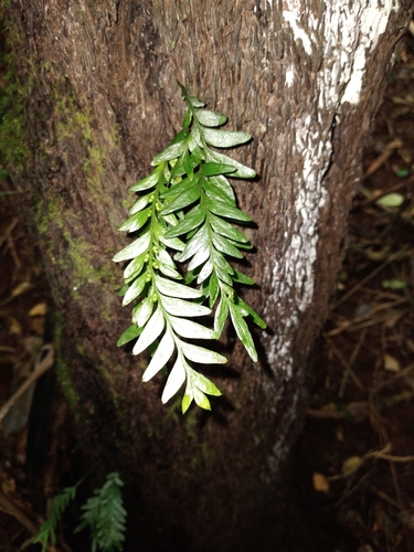 Tmesipteris norfolkensis (Tmesipteris norfolkensis)