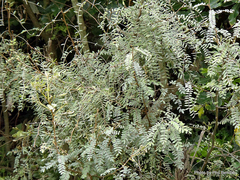 Sophora tetraptera