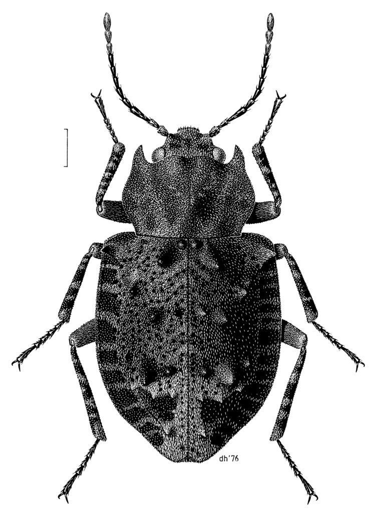 Syrphetodes