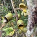 Catasetum discolor - Photo 由 Nereston (Nelinho) Camargo 所上傳的 (c) Nereston (Nelinho) Camargo，保留部份權利CC BY-NC