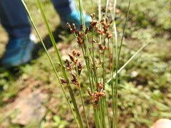 Fimbristylis quinquangularis