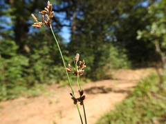 Fimbristylis quinquangularis