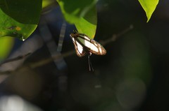 Thisbe lycorias
