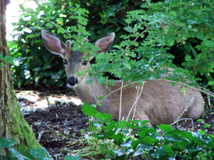 Odocoileus hemionus columbianus