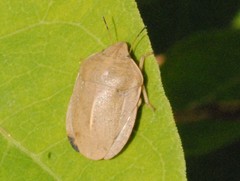 Eurygaster austriaca