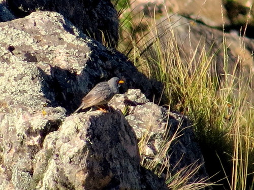 Rhopospina alaudina