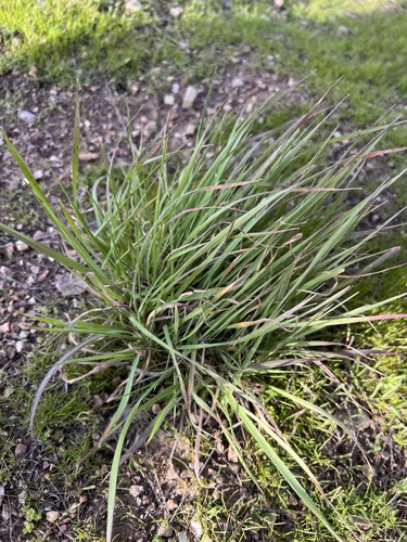 iNaturalist observation photo of grasses