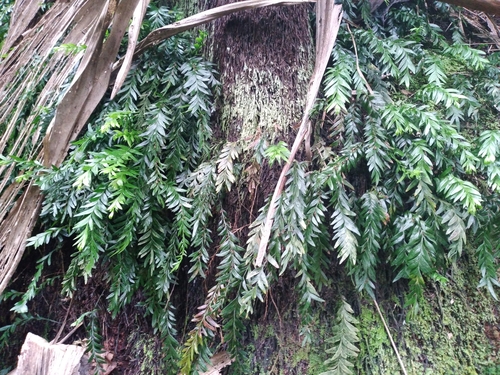 Tmesipteris norfolkensis (Tmesipteris norfolkensis)