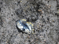 Haliotis cracherodii