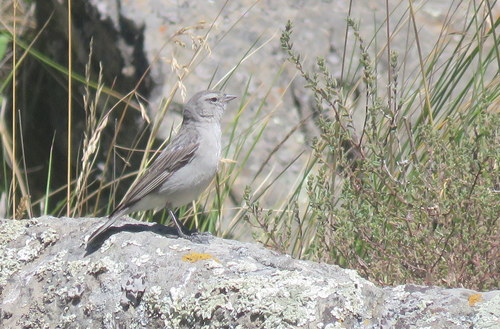 Geospizopsis plebejus