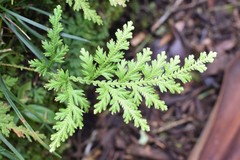 Selaginellaceae