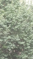 Magnoliopsida