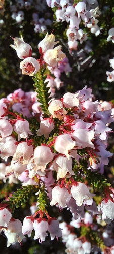 Image of Erica curvirostris by (c) Adele SL, some rights reserved (CC BY)