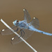 Comanche Skimmer - Photo (c) Greg Lasley, some rights reserved (CC BY-NC), uploaded by Greg Lasley