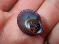 Calliostoma zizyphinum
