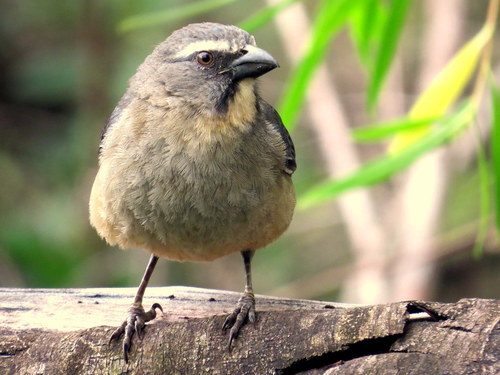 Saltator coerulescens