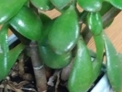 Crassula ovata