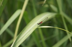 Hetaerina cruentata