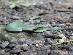 Maya's Pit Viper photo 1