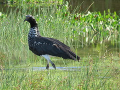 Anhima cornuta
