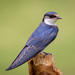 Typical Swallows - Photo (c) Mark Sikking, some rights reserved (CC BY-NC-ND), uploaded by Mark Sikking