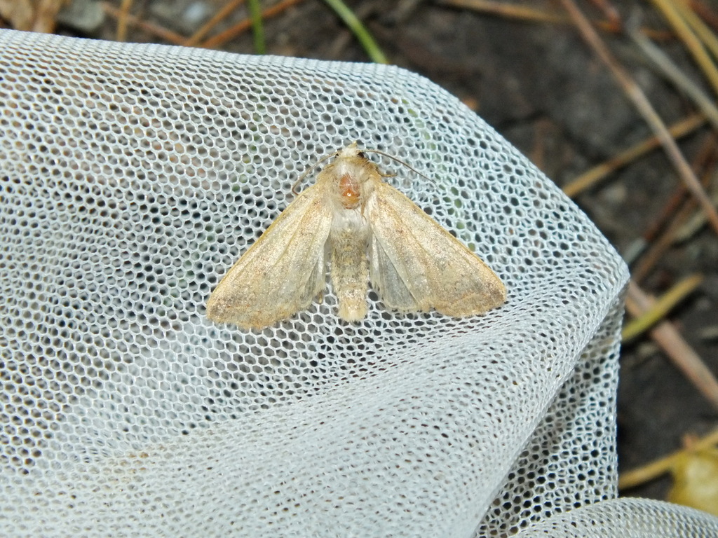 Xylenina from Перевозский р-н, Нижегородская обл., Россия on September ...