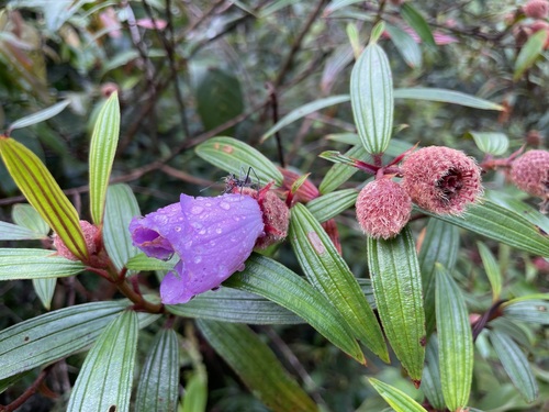 Melastoma beccarianum