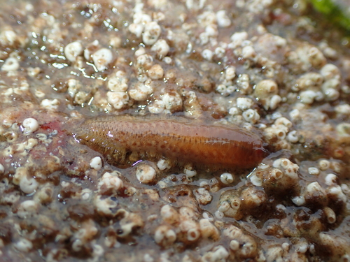 Harmothoe extenuata