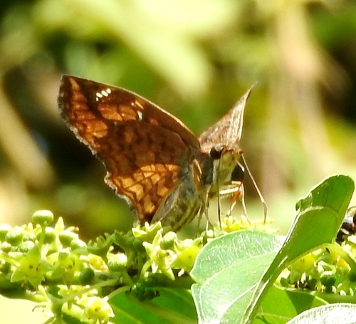Common Spurwing