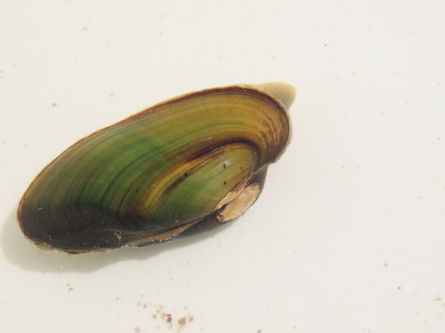 Dolphin Freshwater Mussel