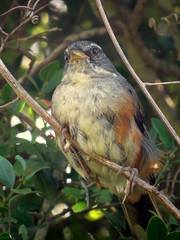 Microspingus cabanisi