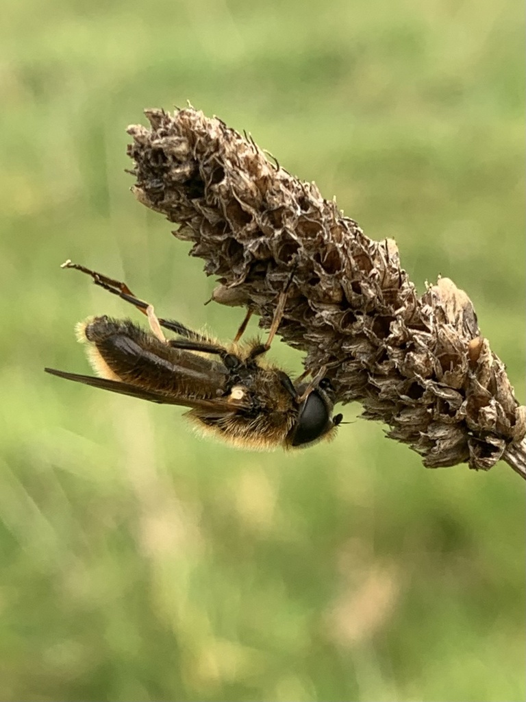 Greater Spring Blacklet from Lawnswood Road, Kingswinford, England, GB