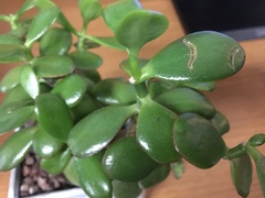 Crassulaceae