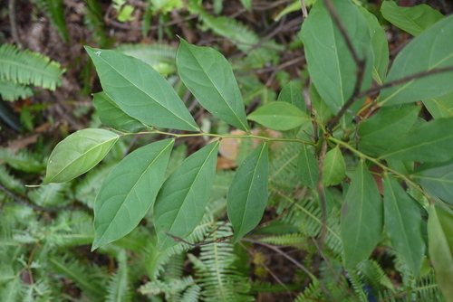 Glochidion zeylanicum iNat (2)