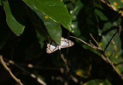 Thisbe lycorias