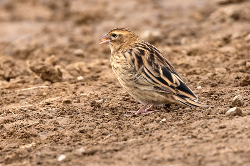 Yellow-crowned Bishop, Gert Sibande District Municipality, South Africa, photo 5 of 10