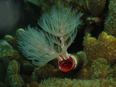 Protula bispiralis