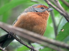 Microspingus erythrophrys