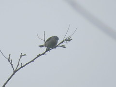 Conirostrum speciosum