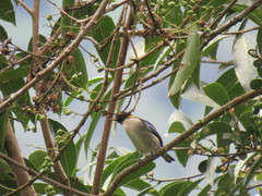 Iridophanes pulcherrimus