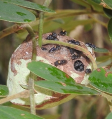 Brachygastra scutellaris