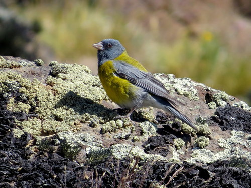 Phrygilus gayi
