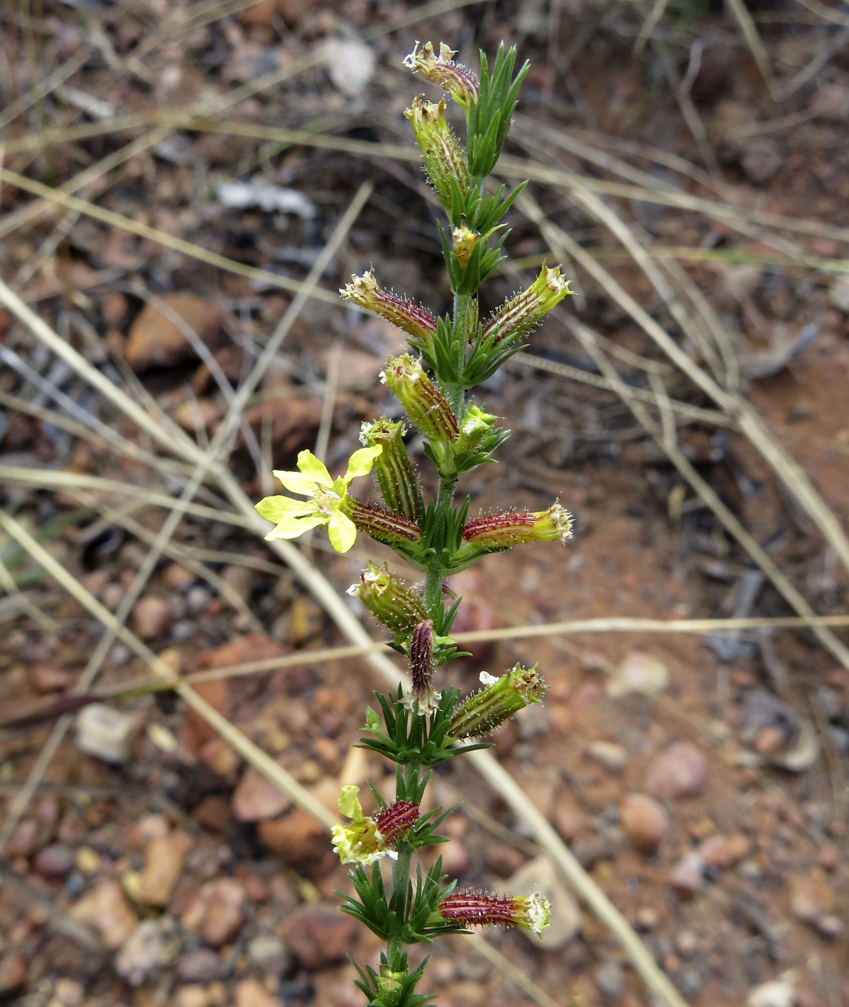 Cuphea paralarix
