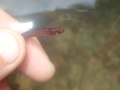 Nerophis lumbriciformis