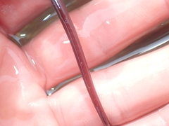 Nerophis lumbriciformis