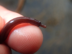 Nerophis lumbriciformis