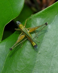 Eumastax